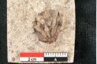 Foto (Detailansicht) von Glyptostrobus europaeus Brongniarti (NHMW-GEO-2024-0188-8071)